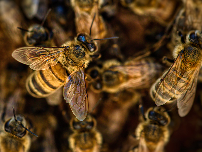 Bienen und Landwirtschaft: Synergien erforschen, Lösungen entwickeln