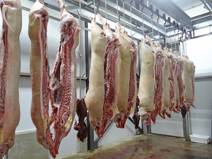 Corona in den Schlachthöfen Deutsche Fleischindustrie – Brutstätten der Pandemie