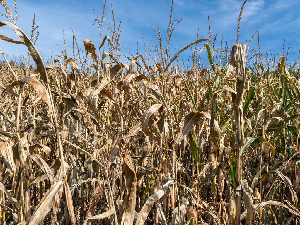 Die Landwirtschaft muss sich zukunftsfähig aufstellen. Ein Kommentar von IWE-Vorstandssprecher Peter Wogenstein.