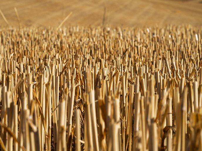 Wann übernimmt der Bauernverband endlich die Verantwortung für die Gestaltung einer nachhaltigen, zukunftsfähigen Landwirtschaft? Ein Kommentar von IWE-Vorstandssprecher Peter Wogenstein.
